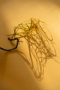 Monstera Roots and Shadow