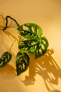 Monstera Leaves in Sunlight
