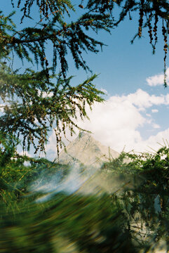 Swiss ALps and the pine trees