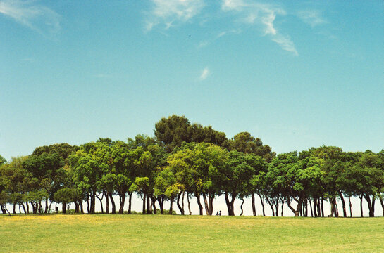 Two Distant Silhouettes Beneath Trees