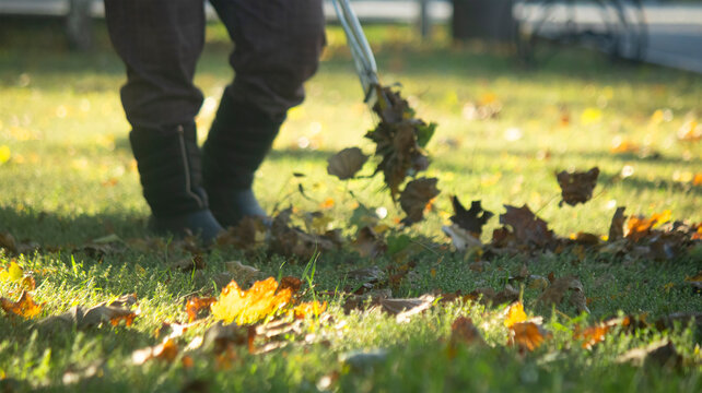 Close-up shot of a fan rake catching dry autumn foliage while a groundskeeper works on the grass in backlight sunlight.