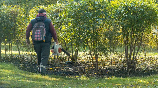 Back view of a municipal park cleaner carrying a portable petrol leaf blower to remove fallen leaves around green bushes
