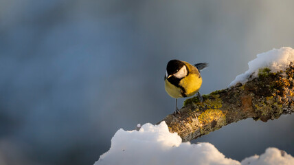 Great tit looking at camera while standing on snowy branch in winter light © Simas