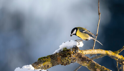 Great tit perched on snow covered branch holding seed in beak in winter © Simas