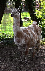 Spotted llama in its enclosure. Latin name - Lama glama © Mikhail Blajenov