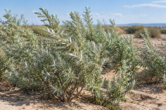 Oleaster shrubs with silvery leaves growing in sandy, arid soil.