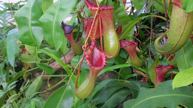 Tropical Pitcher Plant (Nepenthes sp.). Insects fall off the slippery lip and are digested in the fluid within the pitcher.