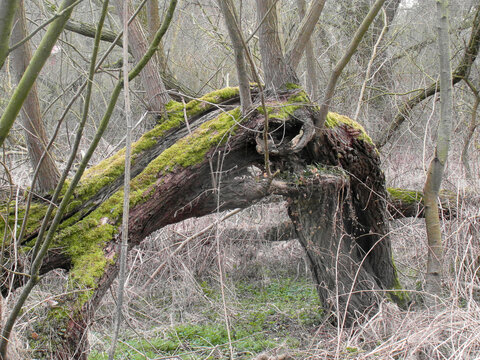 Baum in der Leineaue in Hannover