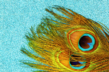 Peacock feather with eye-shaped markings resting on a blue textured surface © Fleuronica