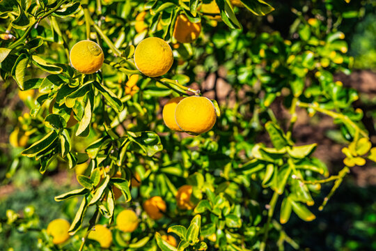 Ripe oranges hang among green leaves on a citrus tree in daylight