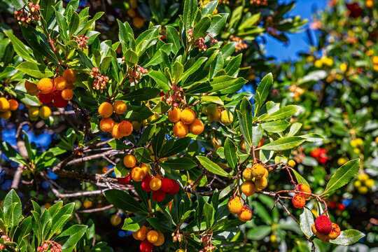 Clusters of fruit hang among the leaves of a strawberry tree in a garden