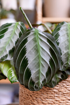 Oval shaped leaf of exotic 'Maranta Leuconeura Silver Band' houseplant