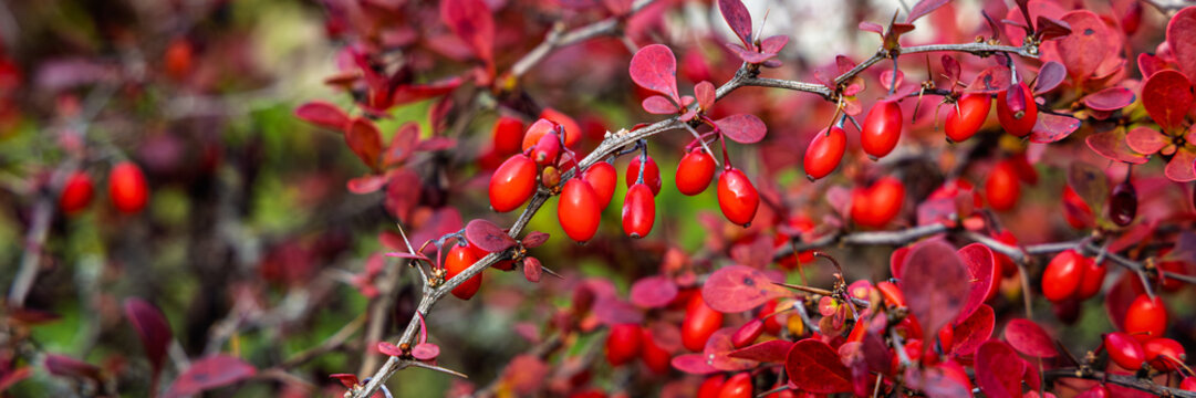 Red berries grow among red leaves on branching barberry shrubs in autumn