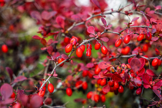 Red berries hang from a barberry branch among leaves in an outdoor garden during autumn
