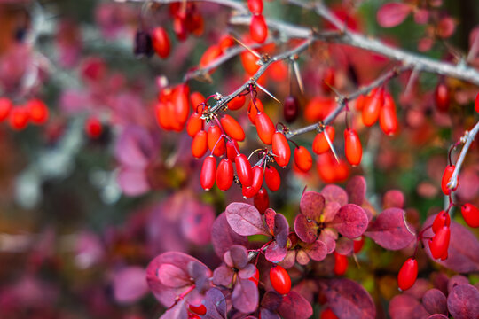 Red berries hang from thorny branches among purple leaves in an autumn garden