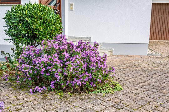 Purple flowering shrubs beside a house entrance and paved walkway in daylight