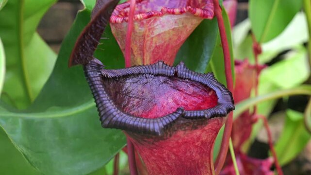 Tropical Pitcher Plant (Nepenthes sp.). Insects fall off the slippery lip and are digested in the fluid within the pitcher.