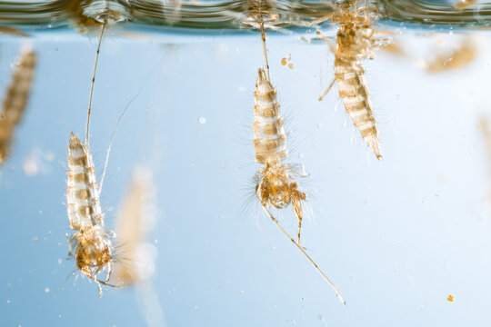 Mosquito larva water surface macro stagnant water translucent body breathing siphon suspended larva insect anatomy wriggling movement