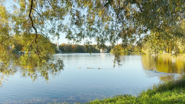 Ducks swim across the lake as a camera glides through Catherine Park, Pushkin, Saint Petersburg. This peaceful view creates calm, relaxing feelings.