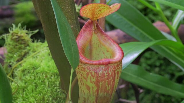 Tropical Pitcher Plant (Nepenthes sp.). Insects fall off the slippery lip and are digested in the fluid within the pitcher.
