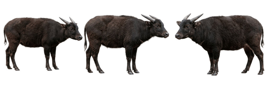 Mountain anoa black wild cattle standing side profile transparent background
