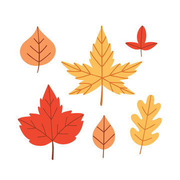 Autumn leaves set featuring various shapes and fall colors isolated on white background for seasonal icon.