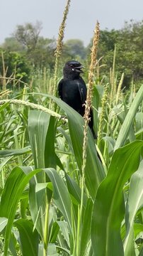 Black Drongo bird perched on a green corn crop stalk in a rural field