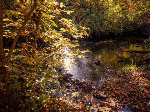 Golden afternoon sunlight filtering through autumn leaves along a tranquil forest stream and rocky creek bank