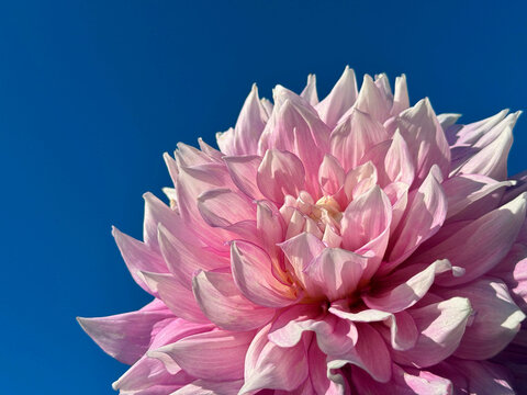 Dahlia flower against sky