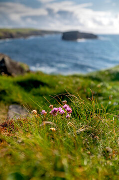 Pink thrift wildflowers on Kilkee Cliffs with Illaunonearaun island on  background. Coastal flowers blooming along  rugged coastline along Wild Atlantic Way in County Clare, Ireland.