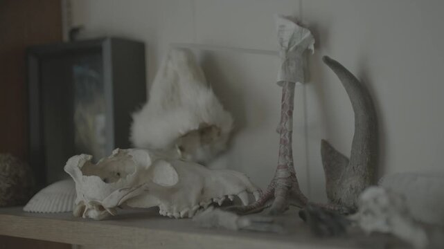 Animal Skulls and Bones Displayed on a Shelf
