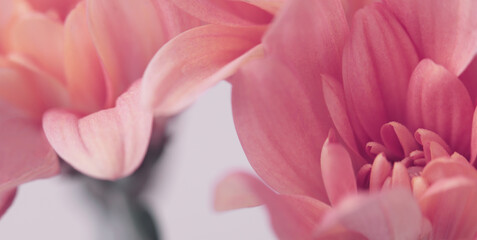 Obraz na płótnie Canvas Smoke close-up cream beige pink Chrysanthemums; aster, gerbera Flower bud Petals. Natural selective soft focus macro blur light horizontal background