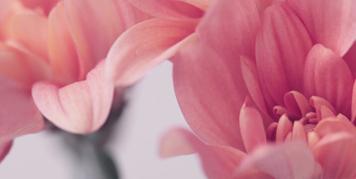 Smoke close-up cream beige pink Chrysanthemums; aster, gerbera Flower bud Petals. Natural selective soft focus macro blur light horizontal background