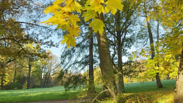 Smooth cinematic camera rotation circles the autumn trees. A circular orbit shot captures the vibrant landscape in Catherine Park, Pushkin, Saint Petersburg, evoking deep peace and wonder.