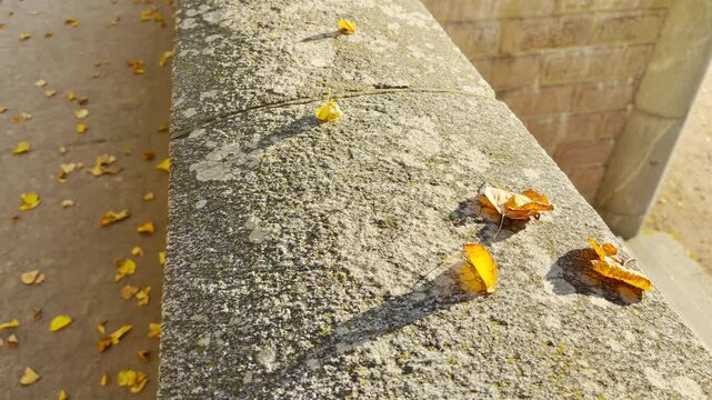 Tracking shot of an empty stone ledge on gimbal. Smooth sideways camera movement passes fallen leaves in Catherine Park, Pushkin, Saint Petersburg, evoking deep peace and quiet wonder.
