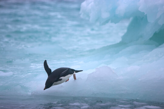 Adelie penguin diving from an iceberg off the coast of Antarctica