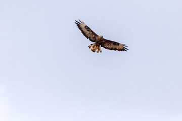 Busardo ratonero (Buteo, buteo) o águila ratonera © FranciscoJose
