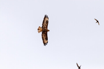 Controlando desde el cielo su zona de caza. Busardo ratonero (Buteo, buteo) © FranciscoJose