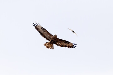 Busardo ratonero (Buteo, buteo) evitando a los vencejos © FranciscoJose