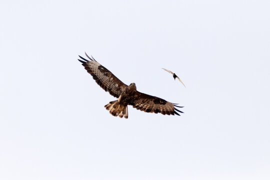 Busardo ratonero (Buteo, buteo) evitando a los vencejos