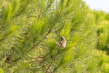 Una pequeña aves entre las ramas del pino © FranciscoJose