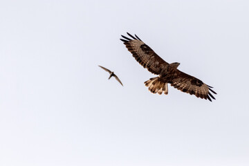 Los vencejos molestos por la presencia del Busardo ratonero (Buteo, buteo) © FranciscoJose