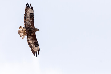 Un precioso ejemplar en pleno vuelo. Busardo ratonero (Buteo, buteo) © FranciscoJose