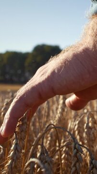 Farmer hand strokes ripe wheat spikes in golden field closeup