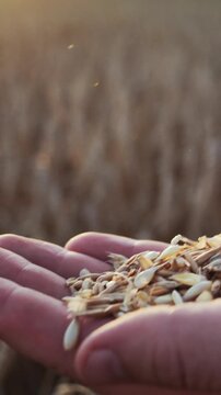 Male hands sift grains during careful harvest inspection