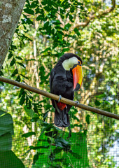 Toco Toucan Perched on a Branch in a Forest Enclosure © Yuliko