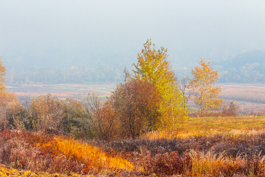 mountainous rural landscape of Ukraine in autumn mist. picturesque lowland forest. grassy meadow in morning fog. Carpathian countryside scenery with trees on a hill behind the field
