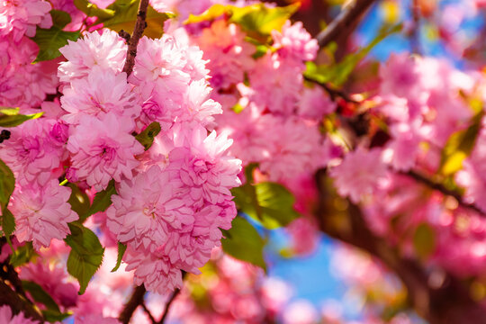 sakura tree blossom in springtime. tender pink flowers bathing in sunlight. warm april weather. beautiful japanese cherry garden or park background