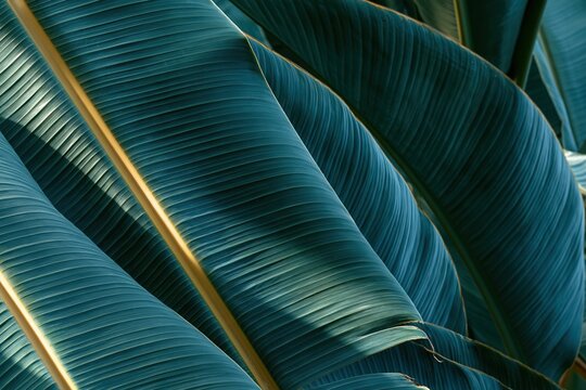 Leaf texture of tropical blades with a waxy finish and golden midribs, featuring deep teal tones for a calm nature wallpaper