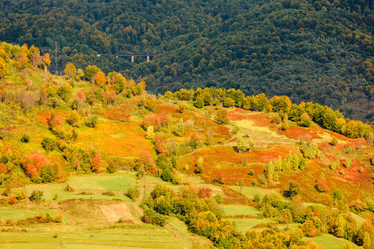 countryside mountain scene. autumnal nature texture of a deciduous forest on a steep hillside. rural area of Uzhanian park of Transcarpathia, Ukraine